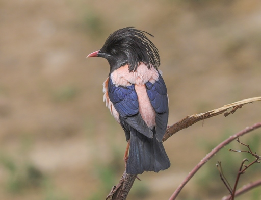 Sturnus roseus - Розовый скворец